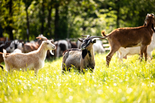 Pfotenhilfe Sommer 2023-16