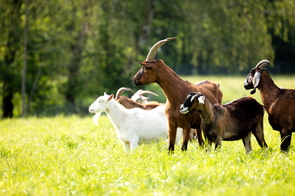 Pfotenhilfe Sommer 2023-17