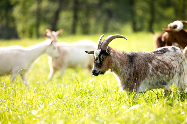 Pfotenhilfe Sommer 2023-18