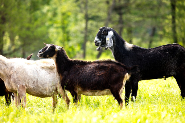 Pfotenhilfe Sommer 2023-19