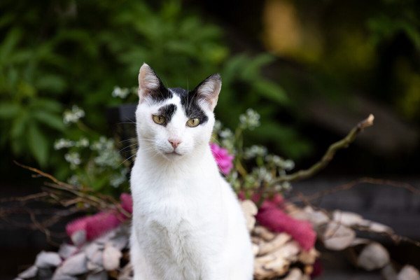 Pfotenhilfe Sommer 2023-2