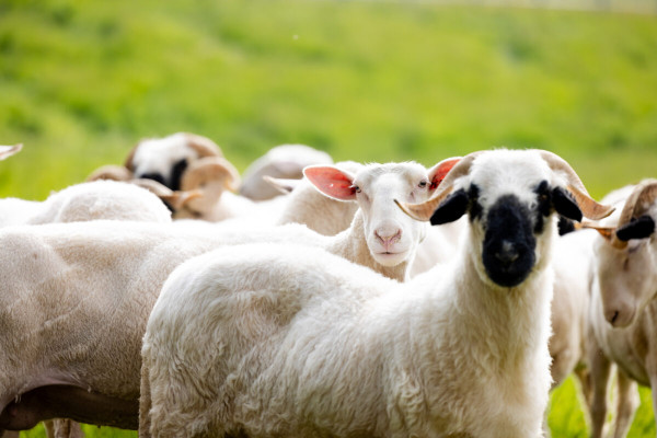 Pfotenhilfe Sommer 2023-20