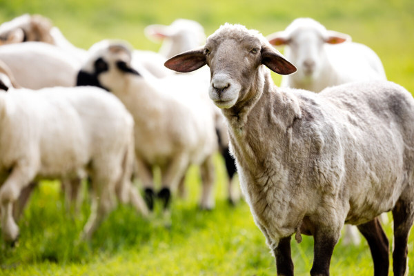 Pfotenhilfe Sommer 2023-21