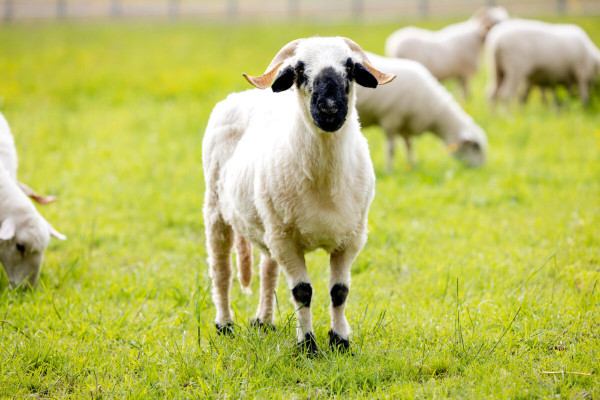 Pfotenhilfe Sommer 2023-22