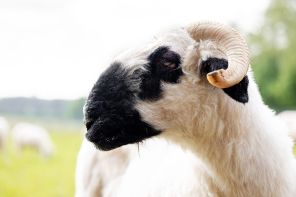 Pfotenhilfe Sommer 2023-23