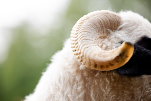 Pfotenhilfe Sommer 2023-24