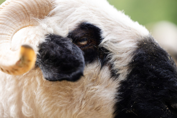 Pfotenhilfe Sommer 2023-25