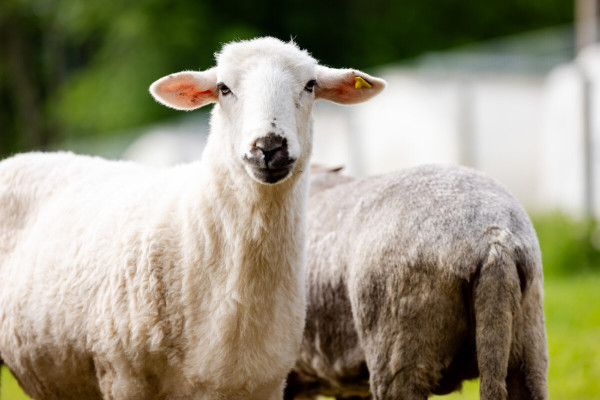 Pfotenhilfe Sommer 2023-26