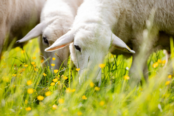 Pfotenhilfe Sommer 2023-27