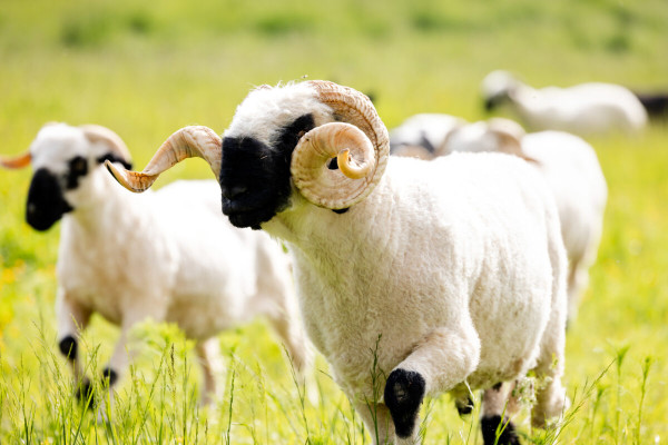 Pfotenhilfe Sommer 2023-28