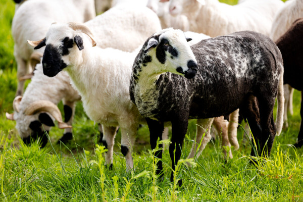 Pfotenhilfe Sommer 2023-29