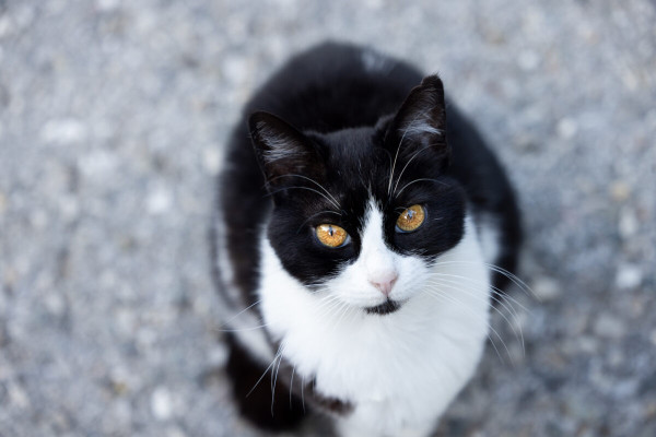 Pfotenhilfe Sommer 2023-3