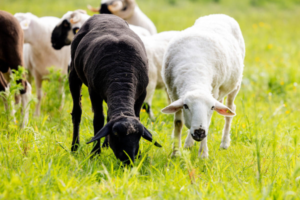 Pfotenhilfe Sommer 2023-30