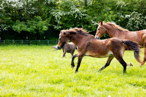 Pfotenhilfe Sommer 2023-31
