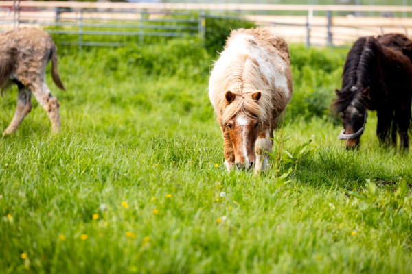Pfotenhilfe Sommer 2023-32