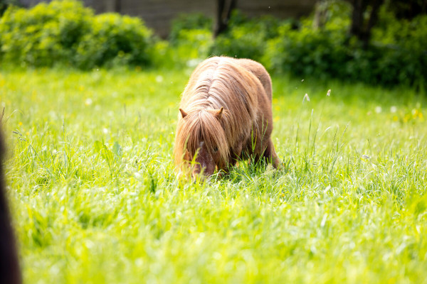 Pfotenhilfe Sommer 2023-33
