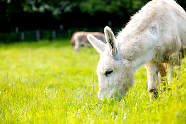 Pfotenhilfe Sommer 2023-34