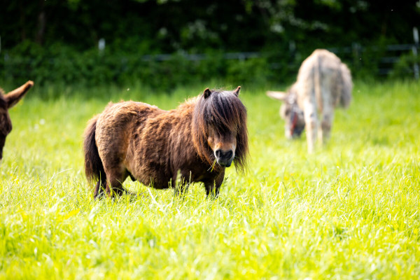 Pfotenhilfe Sommer 2023-35