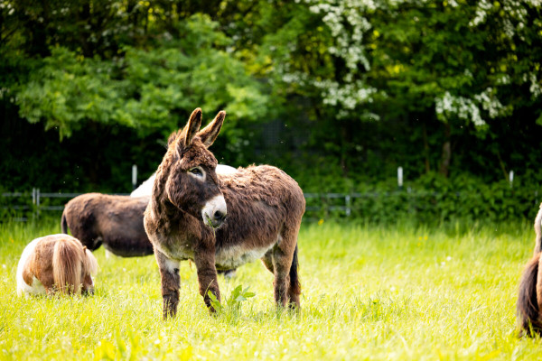 Pfotenhilfe Sommer 2023-36