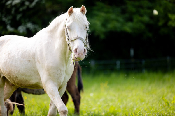 Pfotenhilfe Sommer 2023-37