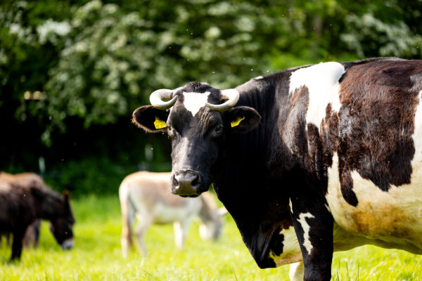 Pfotenhilfe Sommer 2023-38