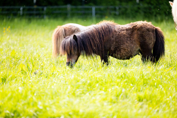 Pfotenhilfe Sommer 2023-39