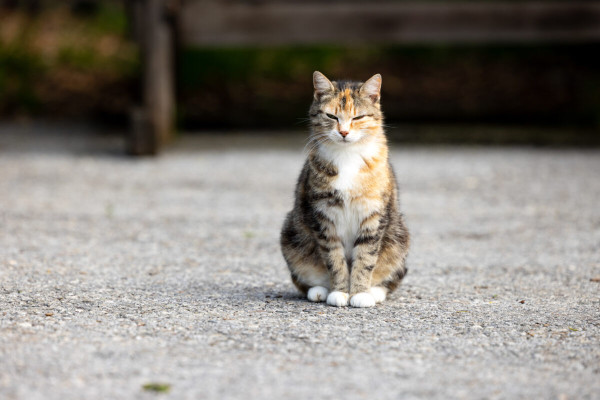 Pfotenhilfe Sommer 2023-4