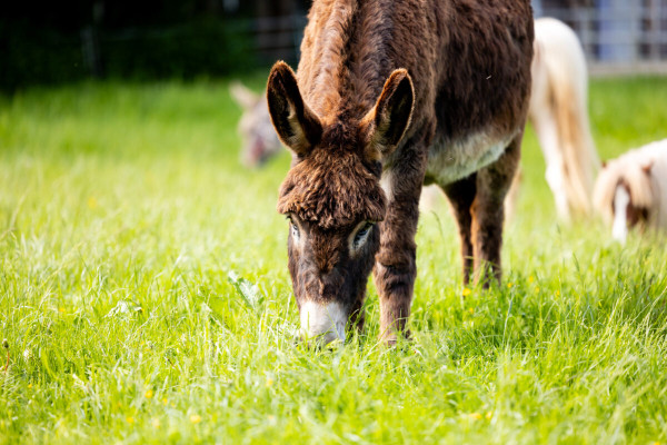 Pfotenhilfe Sommer 2023-40
