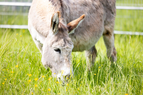 Pfotenhilfe Sommer 2023-41