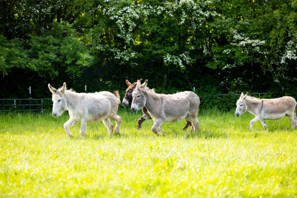 Pfotenhilfe Sommer 2023-42