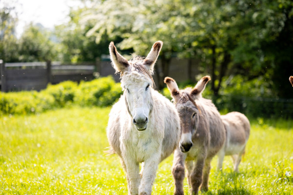 Pfotenhilfe Sommer 2023-43