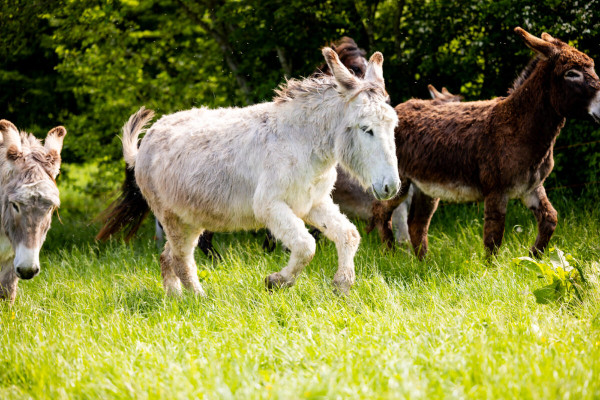 Pfotenhilfe Sommer 2023-44