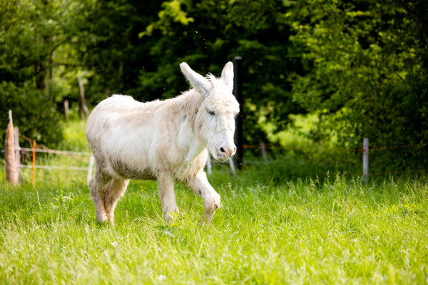 Pfotenhilfe Sommer 2023-45
