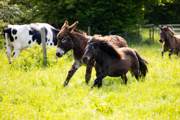 Pfotenhilfe Sommer 2023-46