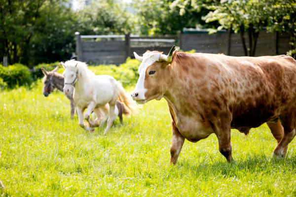 Pfotenhilfe Sommer 2023-47