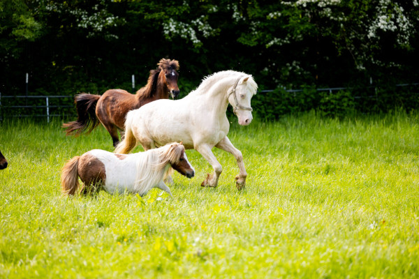 Pfotenhilfe Sommer 2023-48