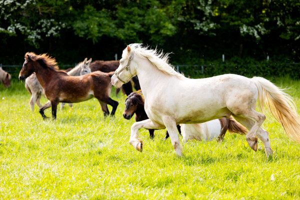 Pfotenhilfe Sommer 2023-49