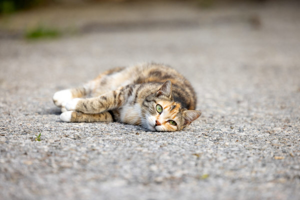 Pfotenhilfe Sommer 2023-5