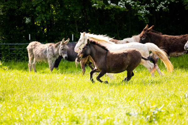 Pfotenhilfe Sommer 2023-50