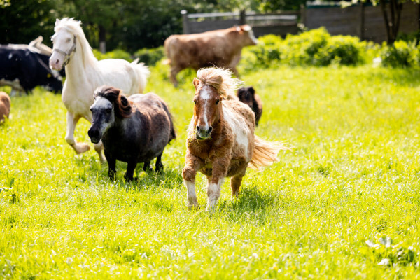 Pfotenhilfe Sommer 2023-51