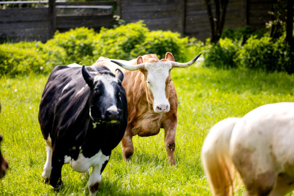 Pfotenhilfe Sommer 2023-52