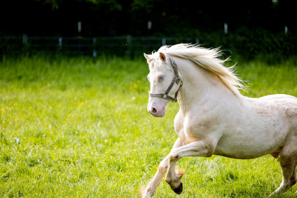 Pfotenhilfe Sommer 2023-53