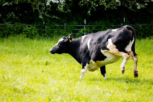 Pfotenhilfe Sommer 2023-54