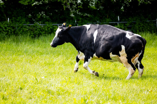 Pfotenhilfe Sommer 2023-55