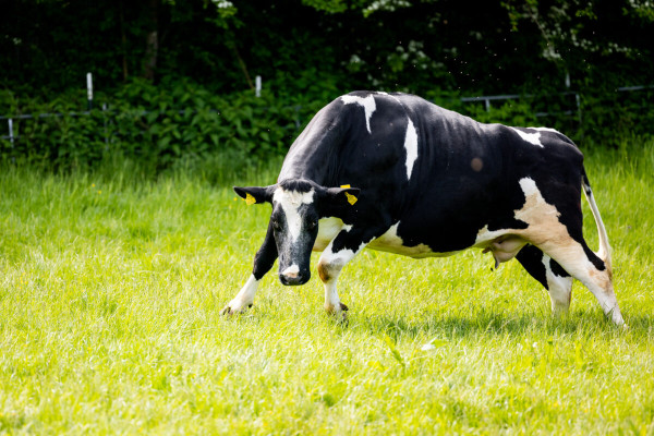 Pfotenhilfe Sommer 2023-56