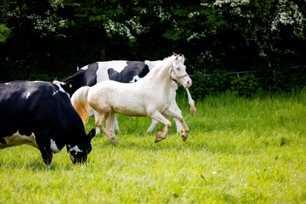 Pfotenhilfe Sommer 2023-57