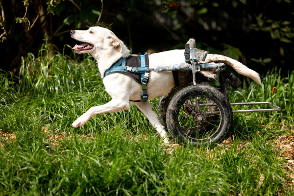 Pfotenhilfe Sommer 2023-58