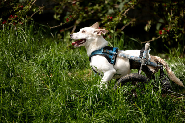 Pfotenhilfe Sommer 2023-59