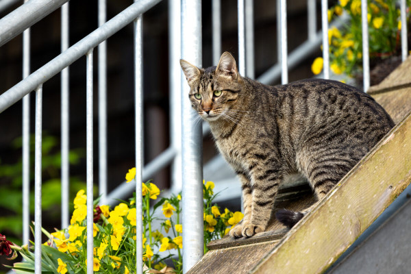 Pfotenhilfe Sommer 2023-6