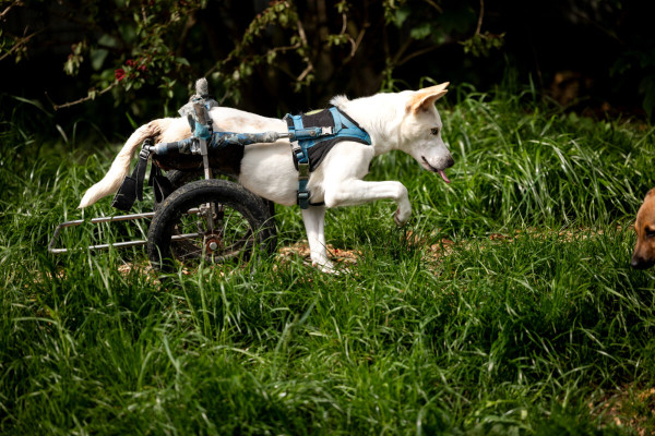 Pfotenhilfe Sommer 2023-60